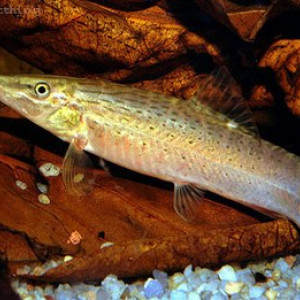 Syncrossus beauforti