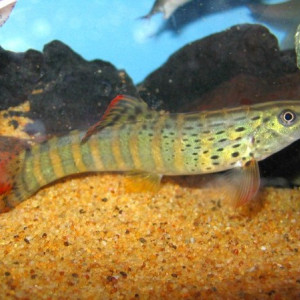 Syncrossus berdmorei