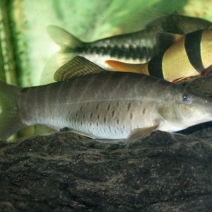 Syncrossus helodes