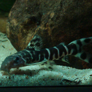 Synodontis brichardi
