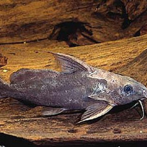 Synodontis budgetti