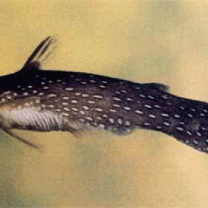 Tatia aulopygia