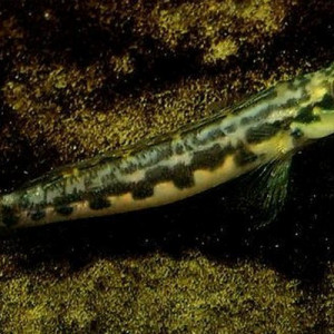 Teleocichla gephyrogramma