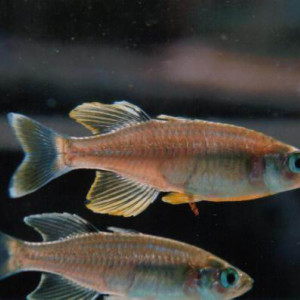 Telmatherina bonti