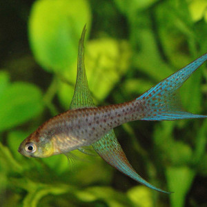 Terranatos dolichopterus