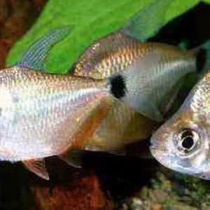 Tetragonopterus chalceus