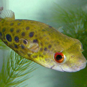 Tétraodon cutcutia