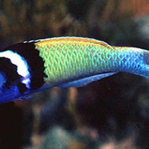 Thalassoma bifasciatum