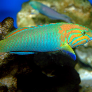 Thalassoma Lutescens