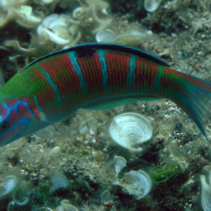 Thalassoma pavo