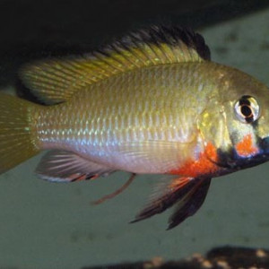 Thoracochromis brauschi
