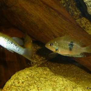 Thorichthys socolofi