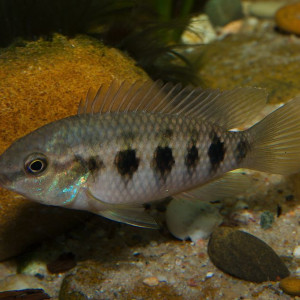 Thysochromis ansorgii