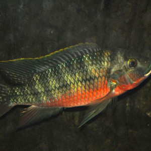 Tilapia zillii