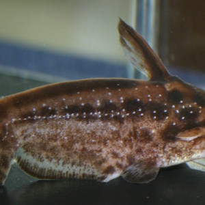 Trachelyichthys exilis