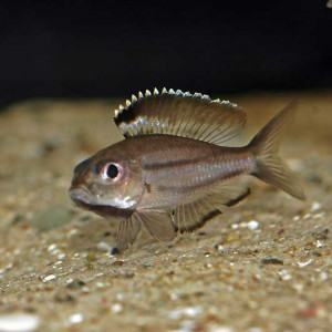 Trematocara marginatum