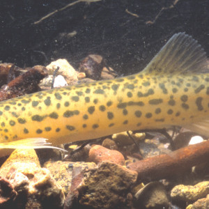 Trichomycterus maracaya