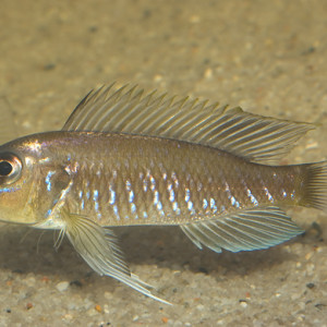 Triglachromis otostigma
