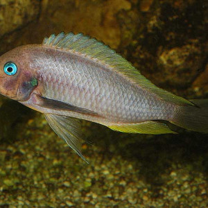 Tropheus annectens (polli)