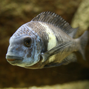 Tropheus duboisi