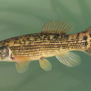 Umbra pygmaea