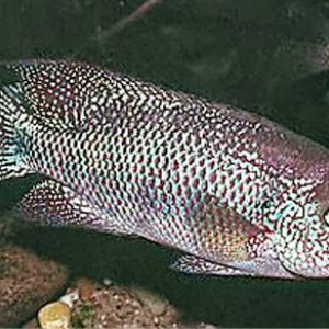 Vieja microphthalma