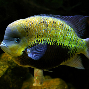 Vieja pearsei
