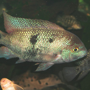 Vieja regani