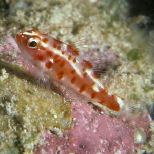 Wheelerigobius  wirtzi
