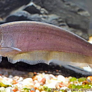 Xenomystus nigri