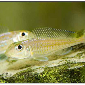 Xenotilapia leptura