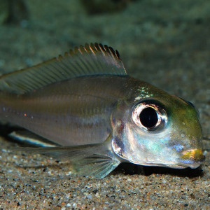 Xenotilapia ornatipinnis