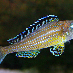 Xenotilapia papilio