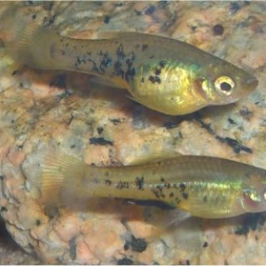 Xiphophorus meyeri