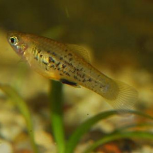 Xiphophorus milleri