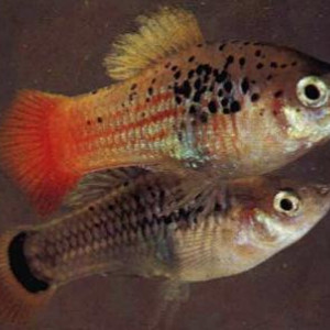Xiphophorus roseni