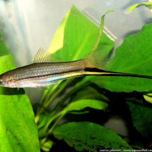 Xiphophorus signum