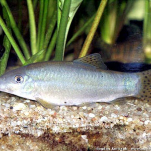 Yasuhikotakia caudipunctata