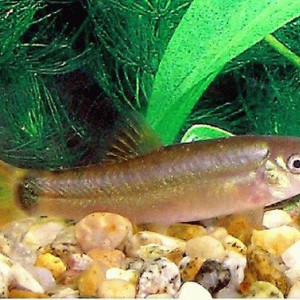 Yasuhikotakia lecontei