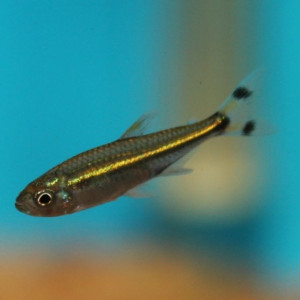 ZZ  Hyphessobrycon sp.