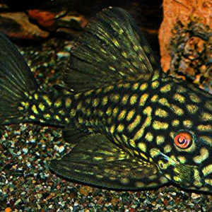 ZZ Panaque cf. nigrolineatus L330