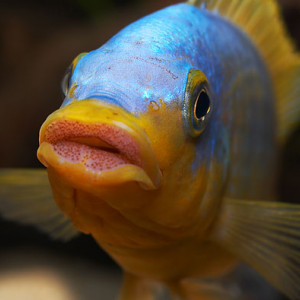 ZZ Petrotilapia sp