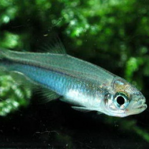 ZZ Petruichthys sp. 