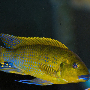 ZZ Pseudotropheus sp. 