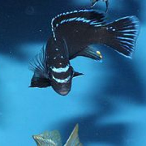 ZZ Pseudotropheus sp. "kingsizei Lupingu "
