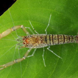 Euryrhynchus amazoniensis