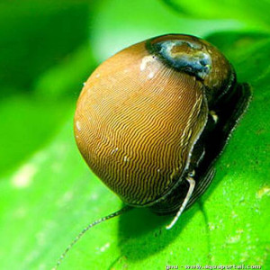Néritina reclivata
