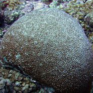 Astreopora myriophthalma