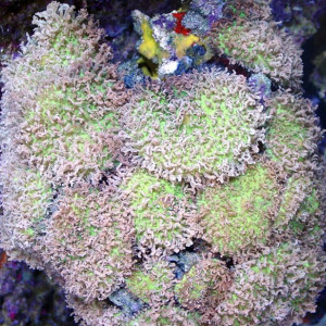 Rhodactis rhodostoma