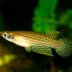Aplocheilus blockii